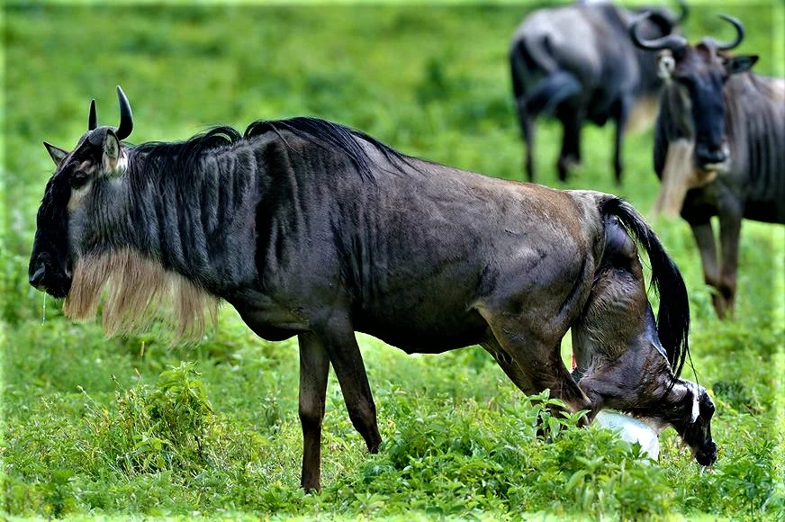 Wildebeest giving birth during the Ndutu calving season in January – a once-in-a-lifetime wildlife experience