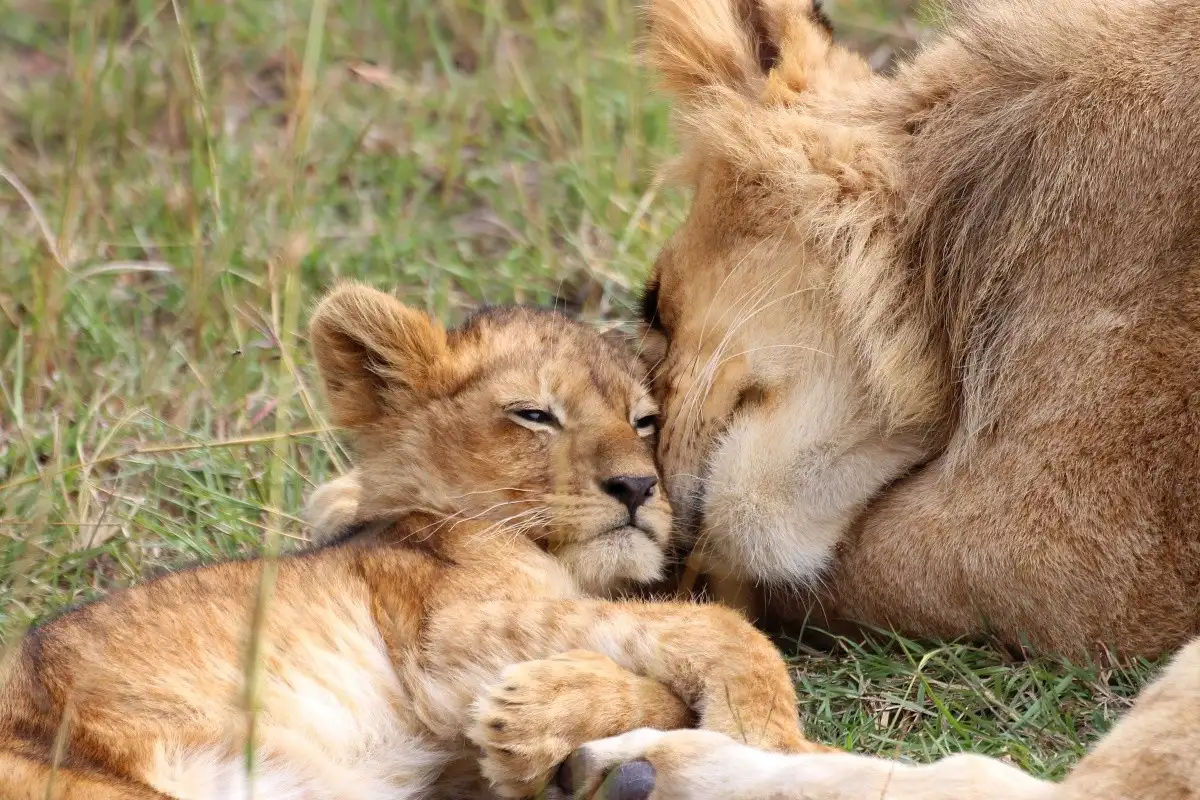 Serengeti in November – Lions Cuddling in the Wild